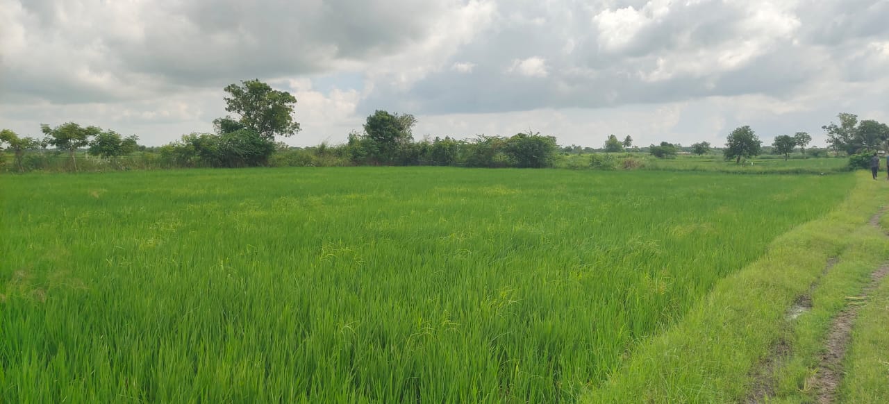 Cultivation land for sale
