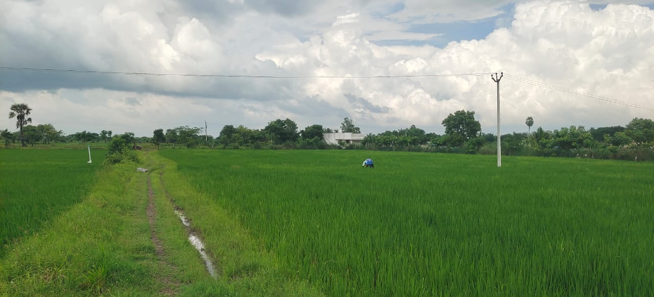 Cultivation land for sale